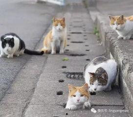 娱乐吃瓜酱流浪猫,娱乐吃瓜酱视角下的温馨故事 第1张 娱乐吃瓜酱流浪猫,娱乐吃瓜酱视角下的温馨故事 第1张