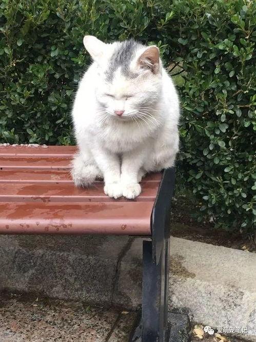 娱乐吃瓜酱流浪猫,娱乐吃瓜酱视角下的温馨故事 第2张 娱乐吃瓜酱流浪猫,娱乐吃瓜酱视角下的温馨故事 第2张