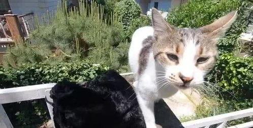 娱乐吃瓜酱流浪猫,娱乐吃瓜酱视角下的温馨故事 第3张 娱乐吃瓜酱流浪猫,娱乐吃瓜酱视角下的温馨故事 第3张