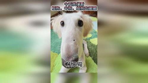 娱乐吃瓜酱细狗,细狗视角下的娱乐八卦解析 第3张 娱乐吃瓜酱细狗,细狗视角下的娱乐八卦解析 第3张