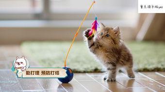 娱乐吃瓜酱大猫咪,揭秘娱乐圈背后的喵星人故事 第2张 娱乐吃瓜酱大猫咪,揭秘娱乐圈背后的喵星人故事 第2张