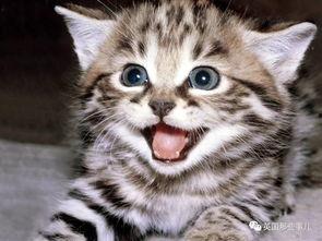 娱乐吃瓜酱大猫咪,揭秘娱乐圈背后的喵星人故事 第3张 娱乐吃瓜酱大猫咪,揭秘娱乐圈背后的喵星人故事 第3张