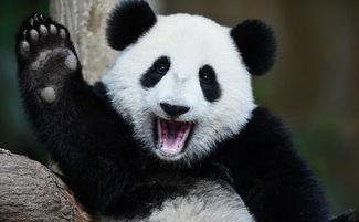 娱乐吃瓜大熊猫,揭秘国宝们的趣味生活与情感纠葛
