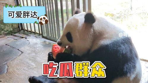 娱乐吃瓜大熊猫,揭秘国宝们的趣味生活与情感纠葛 第2张 娱乐吃瓜大熊猫,揭秘国宝们的趣味生活与情感纠葛 第2张