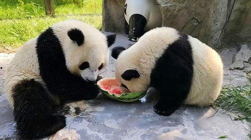 娱乐吃瓜大熊猫,揭秘国宝们的趣味生活与情感纠葛 第3张 娱乐吃瓜大熊猫,揭秘国宝们的趣味生活与情感纠葛 第3张
