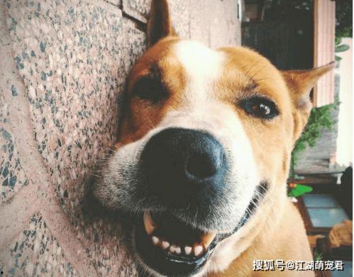 娱乐吃瓜君傻狗日常,傻狗日常的欢乐盛宴  第3张