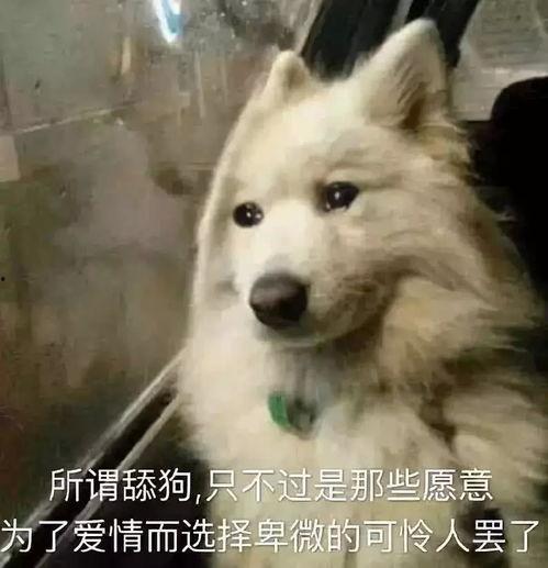 娱乐吃瓜酱舔狗,揭秘“舔狗”现象背后的故事