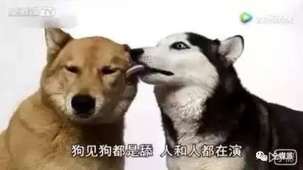 娱乐吃瓜酱舔狗,揭秘“舔狗”现象背后的故事 第2张 娱乐吃瓜酱舔狗,揭秘“舔狗”现象背后的故事 第2张