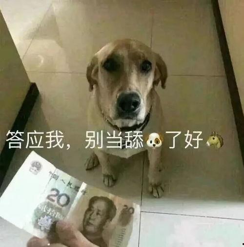 娱乐吃瓜酱舔狗,揭秘“舔狗”现象背后的故事 第3张 娱乐吃瓜酱舔狗,揭秘“舔狗”现象背后的故事 第3张