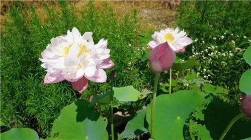 娱乐吃瓜君白莲花,背后的真相与争议