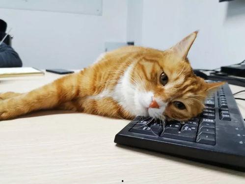 娱乐吃瓜君罗小猫,揭秘娱乐圈幕后故事,带你吃瓜一箩筐 第3张 娱乐吃瓜君罗小猫,揭秘娱乐圈幕后故事,带你吃瓜一箩筐 第3张
