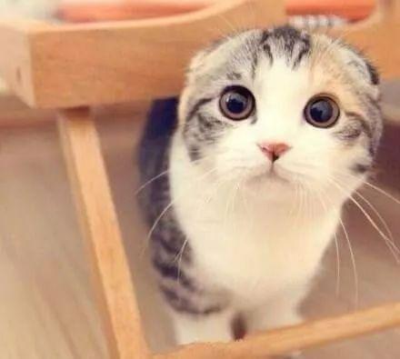 折耳猫娱乐吃瓜,揭秘网络红猫与吃瓜大军的趣味互动 第2张 折耳猫娱乐吃瓜,揭秘网络红猫与吃瓜大军的趣味互动 第2张