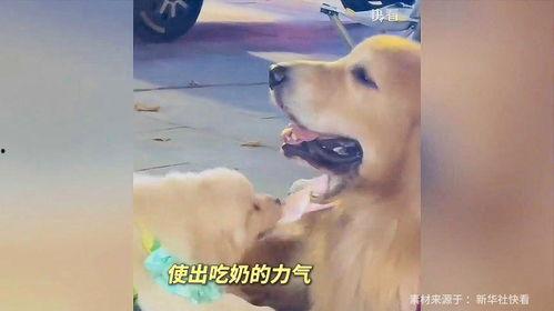 娱乐吃瓜酱抚慰犬,揭秘娱乐圈温馨治愈瞬间 第1张 娱乐吃瓜酱抚慰犬,揭秘娱乐圈温馨治愈瞬间 第1张