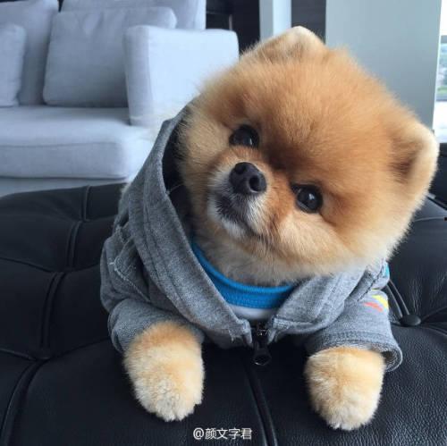 娱乐吃瓜酱抚慰犬,揭秘娱乐圈温馨治愈瞬间 第2张 娱乐吃瓜酱抚慰犬,揭秘娱乐圈温馨治愈瞬间 第2张