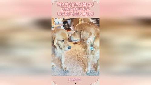 娱乐吃瓜酱抚慰犬,揭秘娱乐圈温馨治愈瞬间 第3张 娱乐吃瓜酱抚慰犬,揭秘娱乐圈温馨治愈瞬间 第3张
