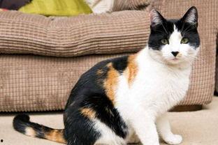 娱乐吃瓜酱三花猫,娱乐吃瓜酱的趣味生活揭秘 第1张 娱乐吃瓜酱三花猫,娱乐吃瓜酱的趣味生活揭秘 第1张