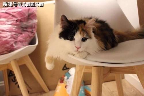 娱乐吃瓜酱三花猫,娱乐吃瓜酱的趣味生活揭秘 第2张 娱乐吃瓜酱三花猫,娱乐吃瓜酱的趣味生活揭秘 第2张