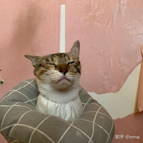 娱乐吃瓜酱三花猫,娱乐吃瓜酱的趣味生活揭秘 第3张 娱乐吃瓜酱三花猫,娱乐吃瓜酱的趣味生活揭秘 第3张
