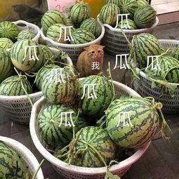 康欣娱乐吃瓜君,揭秘娱乐圈幕后真相 第3张 康欣娱乐吃瓜君,揭秘娱乐圈幕后真相 第3张