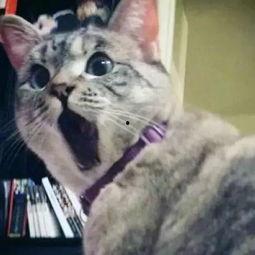 娱乐吃瓜猫欧阳娜娜,娱乐吃瓜界的“猫”性魅力 第3张 娱乐吃瓜猫欧阳娜娜,娱乐吃瓜界的“猫”性魅力 第3张