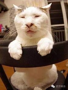 娱乐吃瓜君猫猫子,揭秘娱乐圈那些不为人知的幕后故事 第3张 娱乐吃瓜君猫猫子,揭秘娱乐圈那些不为人知的幕后故事 第3张