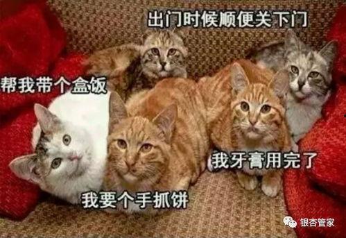 猫咪再见娱乐吃瓜酱,揭秘娱乐圈幕后趣闻 第2张 猫咪再见娱乐吃瓜酱,揭秘娱乐圈幕后趣闻 第2张