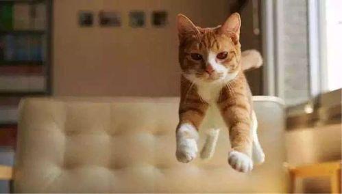 猫咪再见娱乐吃瓜酱,揭秘娱乐圈幕后趣闻 第3张 猫咪再见娱乐吃瓜酱,揭秘娱乐圈幕后趣闻 第3张