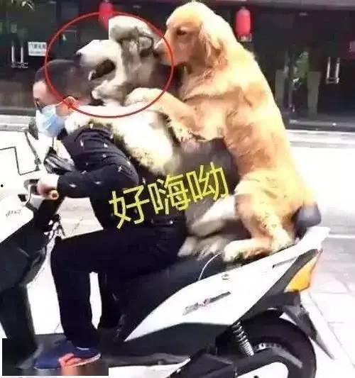 娱乐吃瓜酱骑车狗,骑行狗的趣味日常 第2张 娱乐吃瓜酱骑车狗,骑行狗的趣味日常 第2张