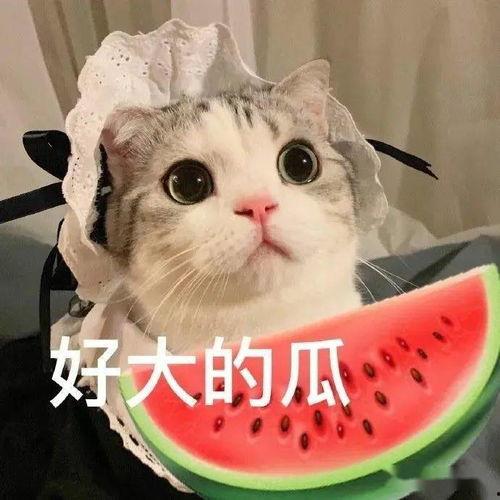 娱乐吃瓜君虐猫,道德底线何在? 第3张 娱乐吃瓜君虐猫,道德底线何在? 第3张